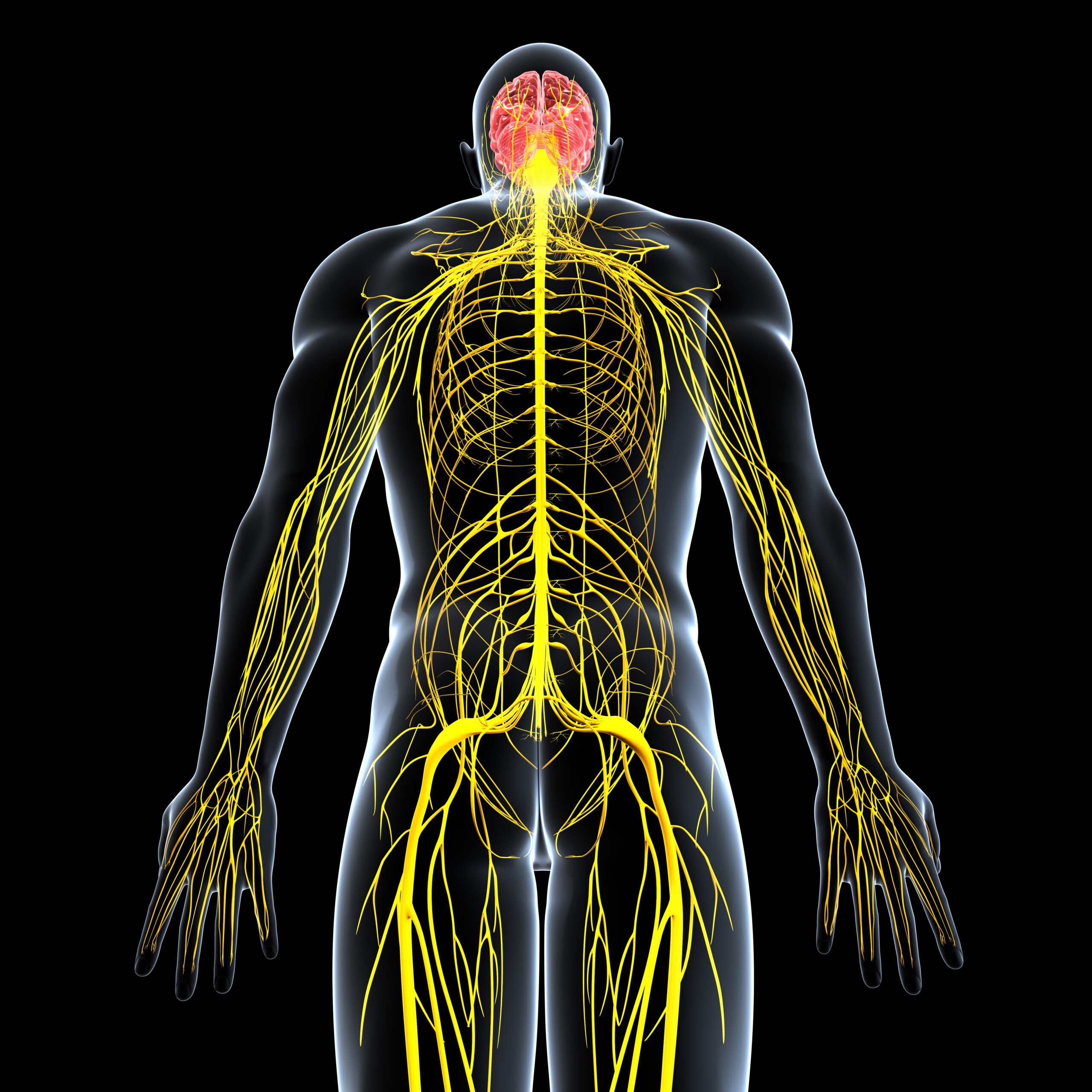Nervous system of male body anatomy with highlighted brain anatomy